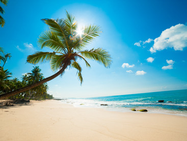 Island with Palm Tree